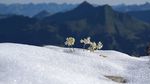 Und auch auf unseren Winter-Wanderungen rund um Gstaad gibt es immer viel zu entdecken